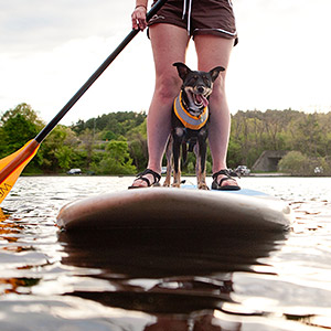 Dog on Standup Paddleboard on the Charles River in Boston, MA. Come paddle in Boston with Charles River Canoe & Kayak!